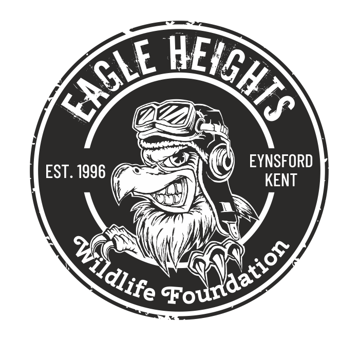 Black and White Eagle Logo Design by chameerakasundb for a Wildlife Foundation